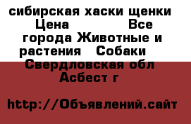 сибирская хаски щенки › Цена ­ 10 000 - Все города Животные и растения » Собаки   . Свердловская обл.,Асбест г.